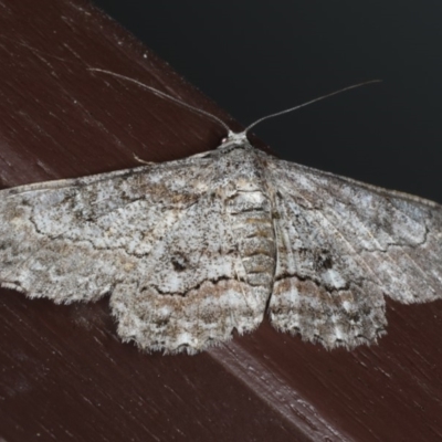 Cleora displicata (A Cleora Bark Moth) at Lilli Pilli, NSW - 16 Jan 2020 by jbromilow50