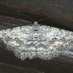 Psilosticha absorpta (Fine-waved Bark Moth) at Lilli Pilli, NSW - 16 Jan 2020 by jb2602