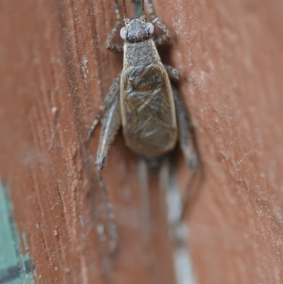 Eurepa marginipennis (Mottled bush cricket) at QPRC LGA - 3 Jan 2020 by natureguy