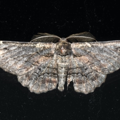 Pholodes sinistraria (Sinister or Frilled Bark Moth) at Lilli Pilli, NSW - 16 Jan 2020 by jb2602