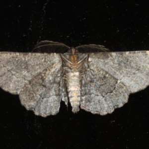 Pholodes sinistraria at Lilli Pilli, NSW - 16 Jan 2020