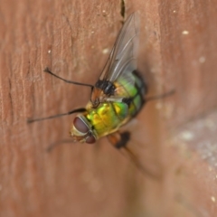 Rutilia (Chrysorutilia) formosa (A Bristle fly) at Wamboin, NSW - 3 Jan 2020 by natureguy