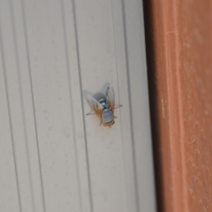 Calliphora sp. (genus) (Unidentified blowfly) at QPRC LGA - 3 Jan 2020 by natureguy