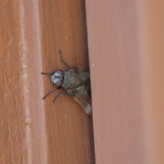 Rutilia (Donovanius) sp. (genus & subgenus) (A Bristle Fly) at Wamboin, NSW - 3 Jan 2020 by natureguy