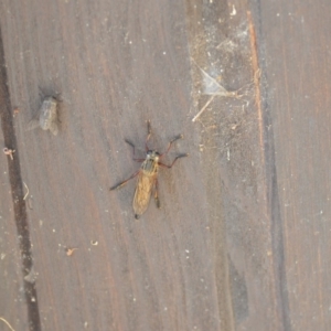 Zosteria sp. (genus) at Wamboin, NSW - 3 Jan 2020