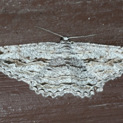 Scioglyptis chionomera (Grey Patch Bark Moth) at Lilli Pilli, NSW - 16 Jan 2020 by jbromilow50