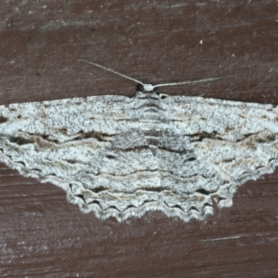 Scioglyptis chionomera (Grey Patch Bark Moth) at Lilli Pilli, NSW - 16 Jan 2020 by jb2602