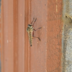 Zosteria sp. (genus) (Common brown robber fly) at QPRC LGA - 3 Jan 2020 by natureguy