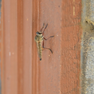 Zosteria sp. (genus) (Common brown robber fly) at Wamboin, NSW - 3 Jan 2020 by natureguy