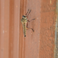 Zosteria sp. (genus) at Wamboin, NSW - 3 Jan 2020