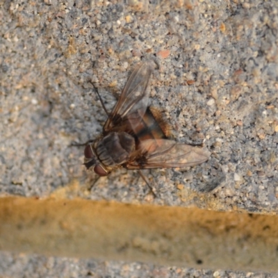 Rutilia sp. (genus) (A Rutilia bristle fly, subgenus unknown) at QPRC LGA - 3 Jan 2020 by natureguy