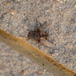 Rutilia sp. (genus) at Wamboin, NSW - 3 Jan 2020