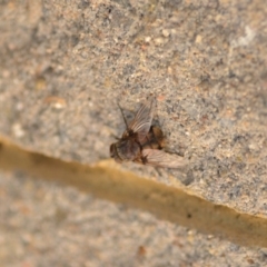 Rutilia sp. (genus) at Wamboin, NSW - 3 Jan 2020