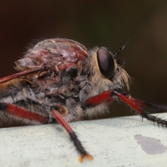 Neoaratus hercules (Herculean Robber Fly) at ANBG - 15 Jan 2020 by TimL