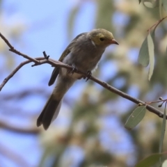 Ptilotula penicillata (White-plumed Honeyeater) at Watson Woodlands - 20 Jan 2020 by AlisonMilton