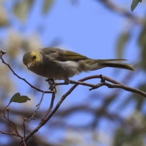 Ptilotula penicillata at Watson, ACT - 21 Jan 2020