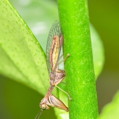 Mantispidae (family) (Unidentified mantisfly) at Macgregor, ACT - 21 Jan 2020 by Roger