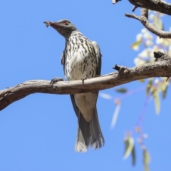 Oriolus sagittatus (Olive-backed Oriole) at Watson, ACT - 21 Jan 2020 by AlisonMilton