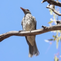 Oriolus sagittatus at Watson, ACT - 21 Jan 2020