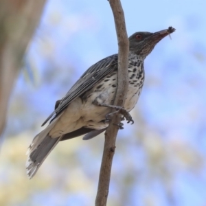 Oriolus sagittatus at Watson, ACT - 21 Jan 2020