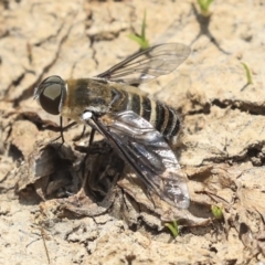 Villa sp. (genus) (Unidentified Villa bee fly) at Watson Green Space - 21 Jan 2020 by AlisonMilton