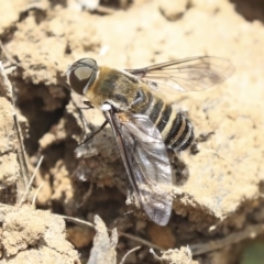 Villa sp. (genus) at Watson, ACT - 21 Jan 2020