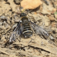 Villa sp. (genus) at Watson, ACT - 21 Jan 2020