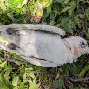 Cacatua tenuirostris X sanguinea at Kingston, ACT - 21 Jan 2020