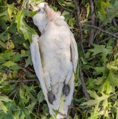 Cacatua tenuirostris X sanguinea at Kingston, ACT - 21 Jan 2020