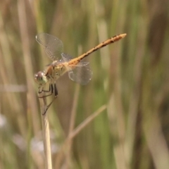 Diplacodes bipunctata (Wandering Percher) at Watson Green Space - 21 Jan 2020 by AlisonMilton