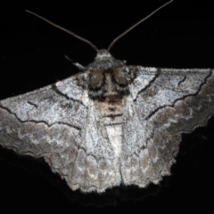 Hypobapta tachyhalotaria (Varied Grey) at Lilli Pilli, NSW - 16 Jan 2020 by jb2602