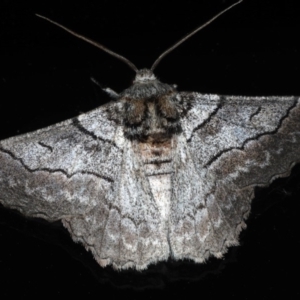 Hypobapta tachyhalotaria at Lilli Pilli, NSW - 16 Jan 2020