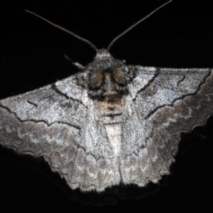 Hypobapta tachyhalotaria at Lilli Pilli, NSW - 16 Jan 2020 09:37 PM