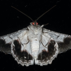 Hypobapta tachyhalotaria at Lilli Pilli, NSW - 16 Jan 2020 09:37 PM