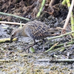 Gallirallus philippensis (Buff-banded Rail) at Watson Green Space - 20 Jan 2020 by Alison Milton