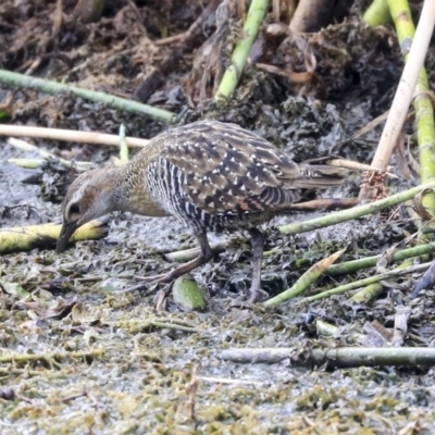 Gallirallus philippensis (Buff-banded Rail) at Watson, ACT - 20 Jan 2020 by Alison Milton