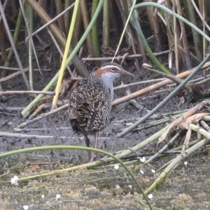 Gallirallus philippensis at Watson, ACT - 20 Jan 2020