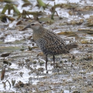 Gallirallus philippensis at Watson, ACT - 20 Jan 2020