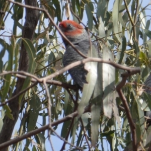 Callocephalon fimbriatum at Hughes, ACT - 20 Jan 2020