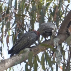 Callocephalon fimbriatum at Hughes, ACT - 20 Jan 2020