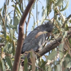 Callocephalon fimbriatum at Hughes, ACT - 20 Jan 2020