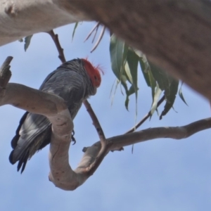 Callocephalon fimbriatum at Hughes, ACT - 20 Jan 2020