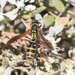 Polistes (Polistes) chinensis (Asian paper wasp) at Watson Green Space - 20 Jan 2020 by AlisonMilton