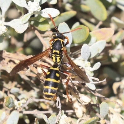 Polistes (Polistes) chinensis (Asian paper wasp) at Watson Green Space - 20 Jan 2020 by AlisonMilton