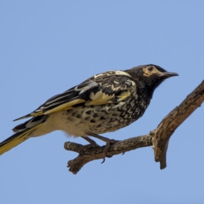 Anthochaera phrygia (Regent Honeyeater) at Watson Woodlands - 20 Jan 2020 by WarrenRowland