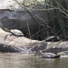 Chelodina longicollis (Eastern Long-necked Turtle) at Watson Green Space - 21 Jan 2020 by WarrenRowland