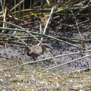 Gallirallus philippensis at Watson, ACT - 21 Jan 2020