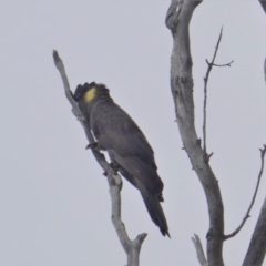 Zanda funerea (Yellow-tailed Black-Cockatoo) at Hughes Grassy Woodland - 19 Jan 2020 by JackyF
