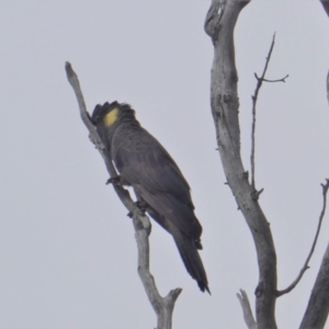 Zanda funerea at Hughes, ACT - 20 Jan 2020 09:42 AM