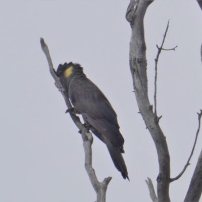 Zanda funerea (Yellow-tailed Black-Cockatoo) at Hughes, ACT - 20 Jan 2020 by JackyF